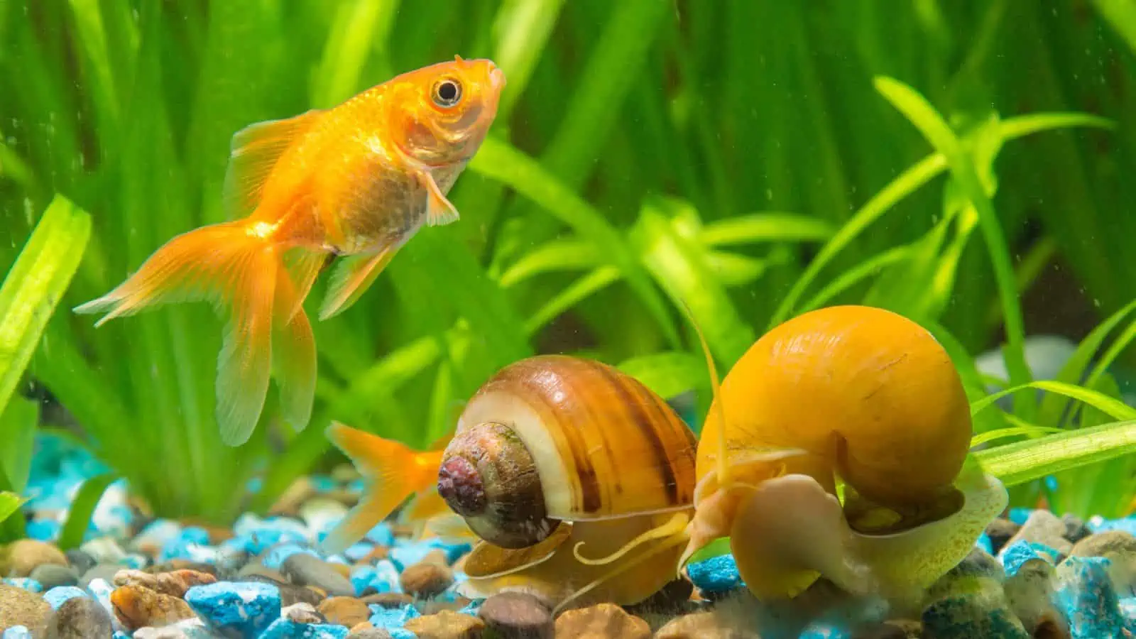 can-betta-fish-live-with-snails 1