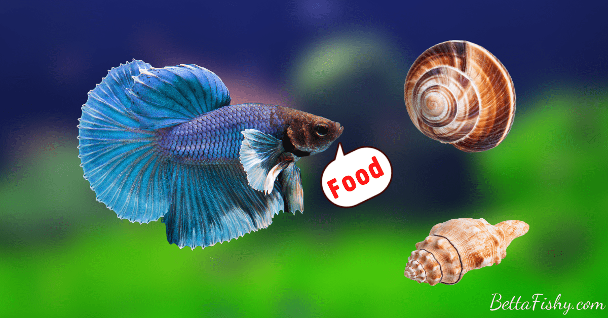 can-betta-fish-live-with-snails78