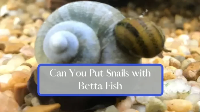 can-betta-fish-live-with-snails9