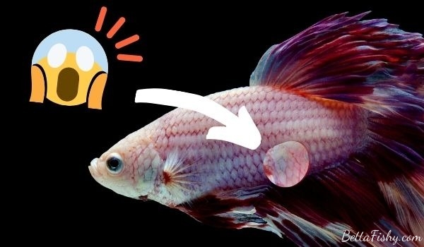 Causes Of Skin Ulcers In Betta Fish