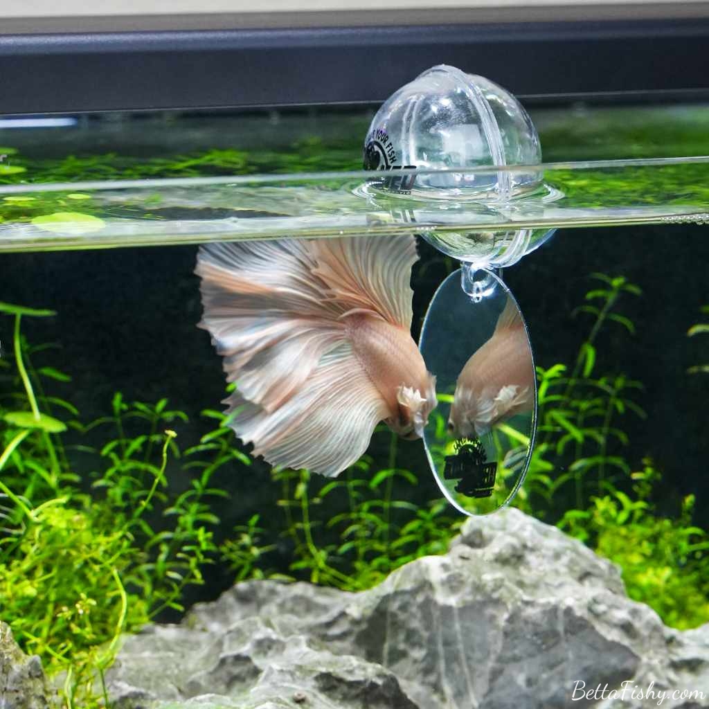 choose the right toy for your betta fish