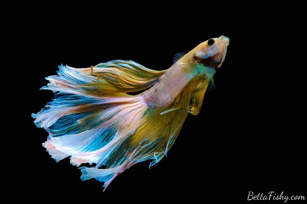 can-betta-fish-eat-tropical-flakes9