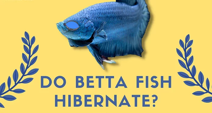 do betta fish hibernate