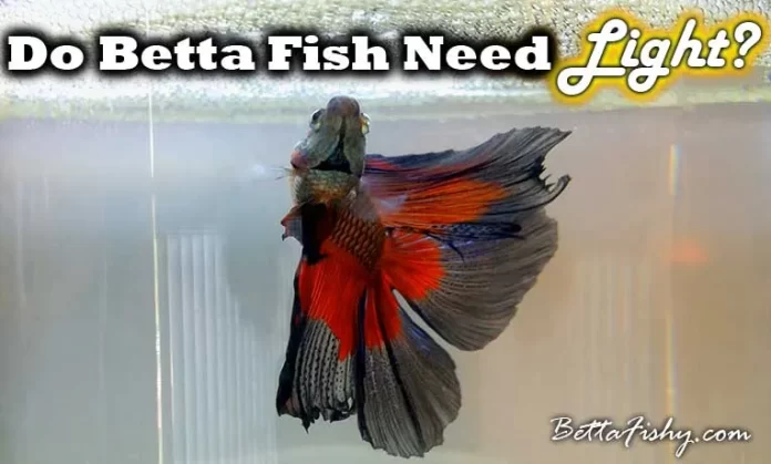 Do Betta Fish Need Light?