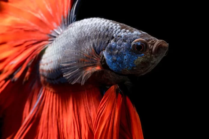 The Betta Fish Stomach Explode- Reasons and Treatments