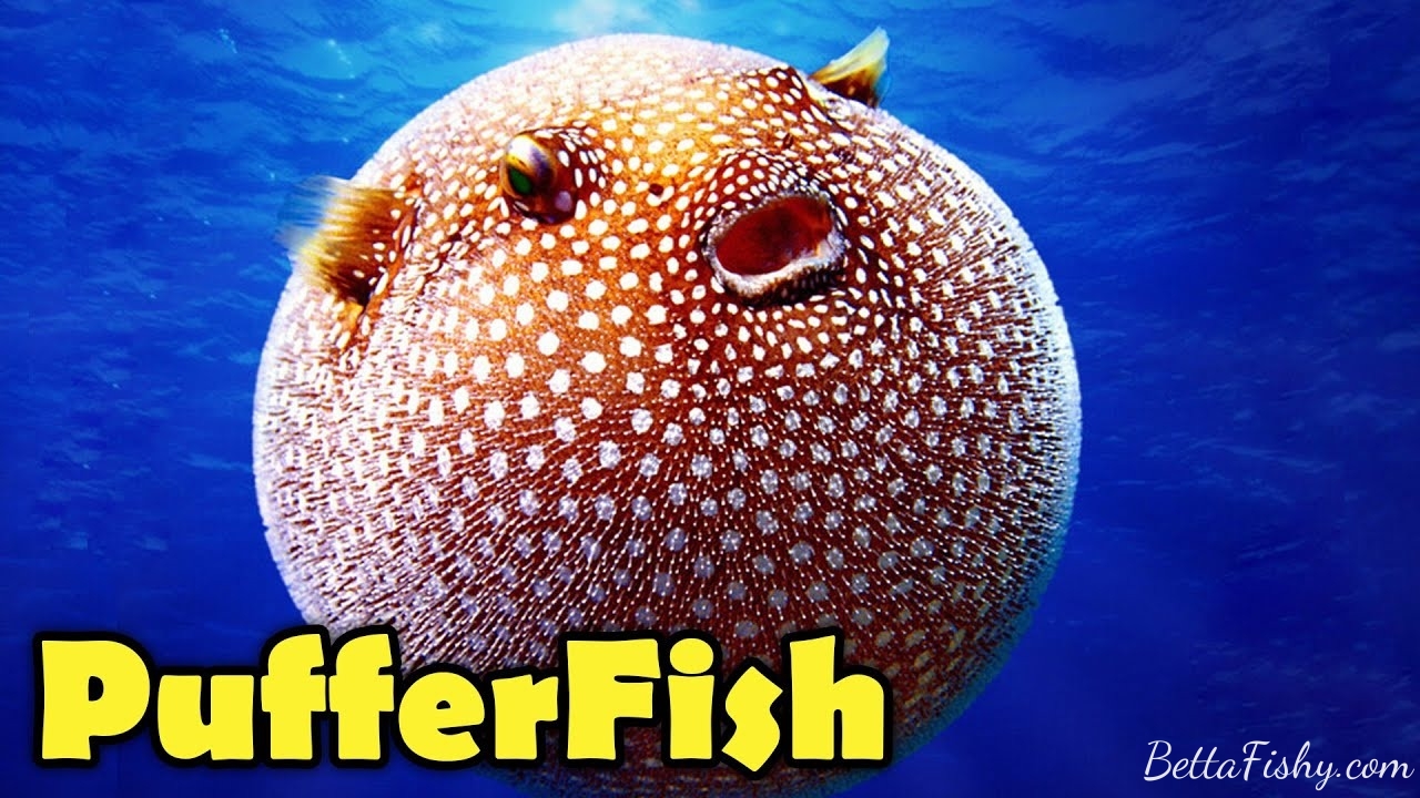 fish-with-the-big-eyes-3