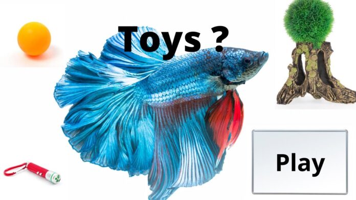how-to-play-with-betta-fish-experience-from-experts