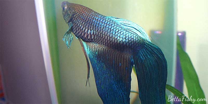 how to recognize spinal curvature in betta fish