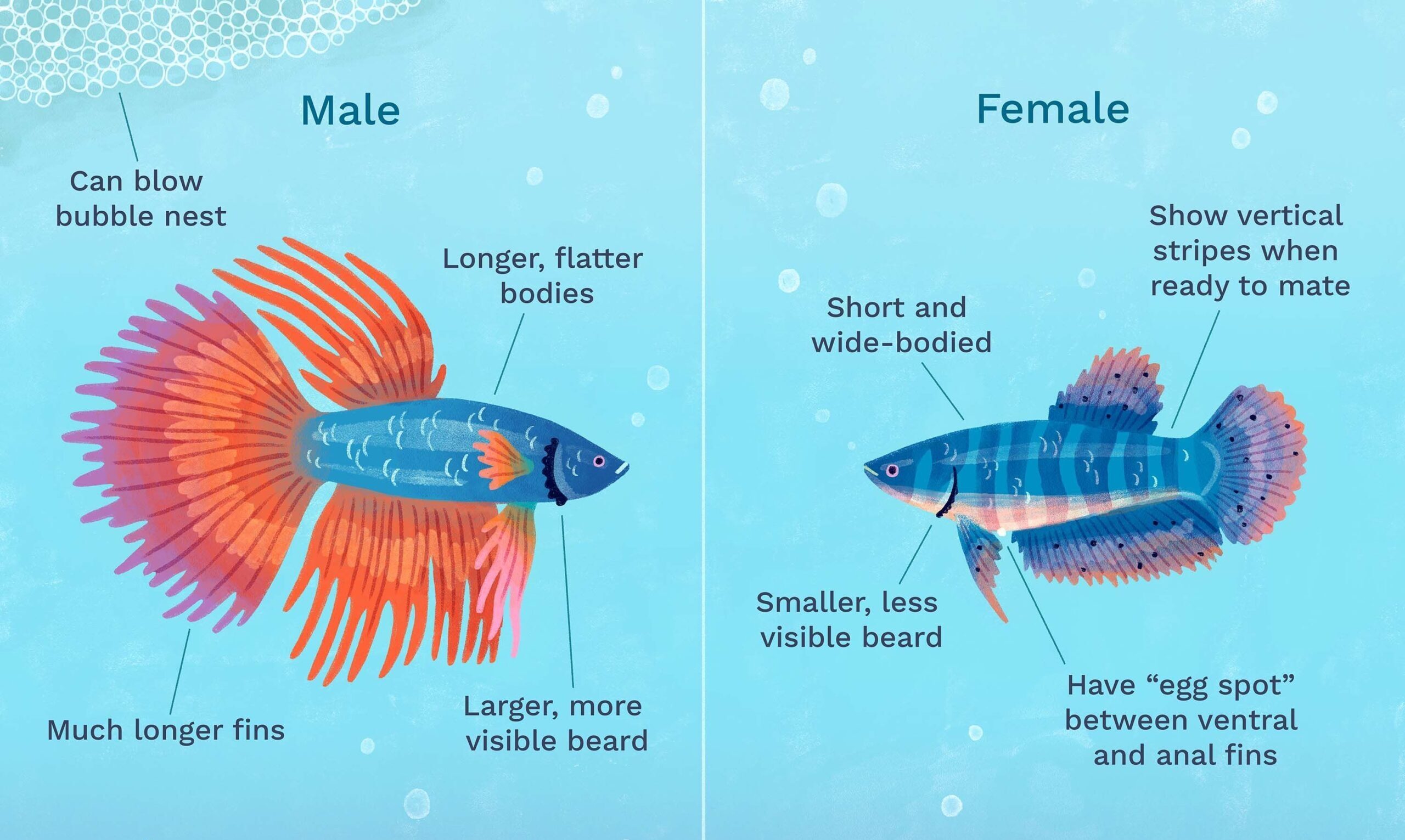 male-vs-female-betta-fish1