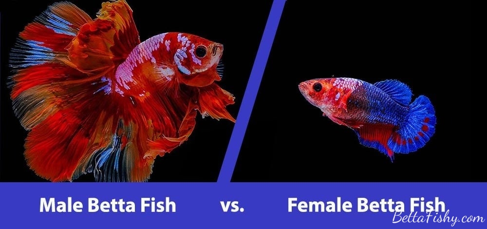 male-vs-female-betta-fish3