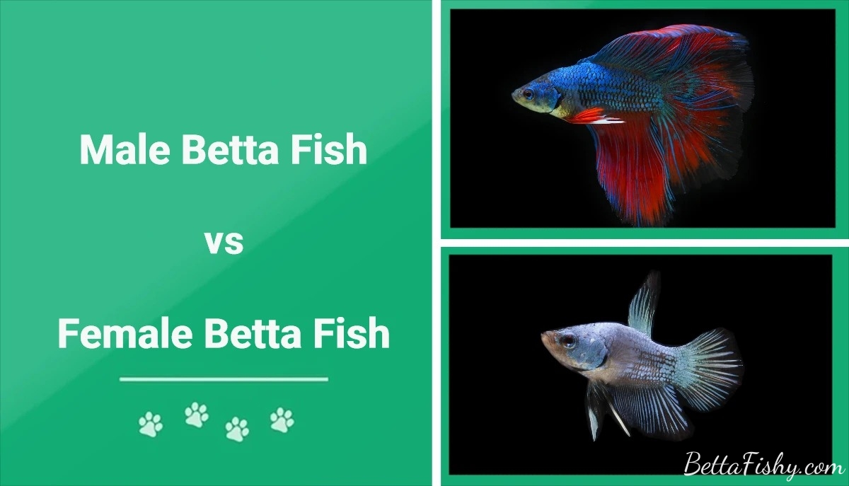 male-vs-female-betta-fish4