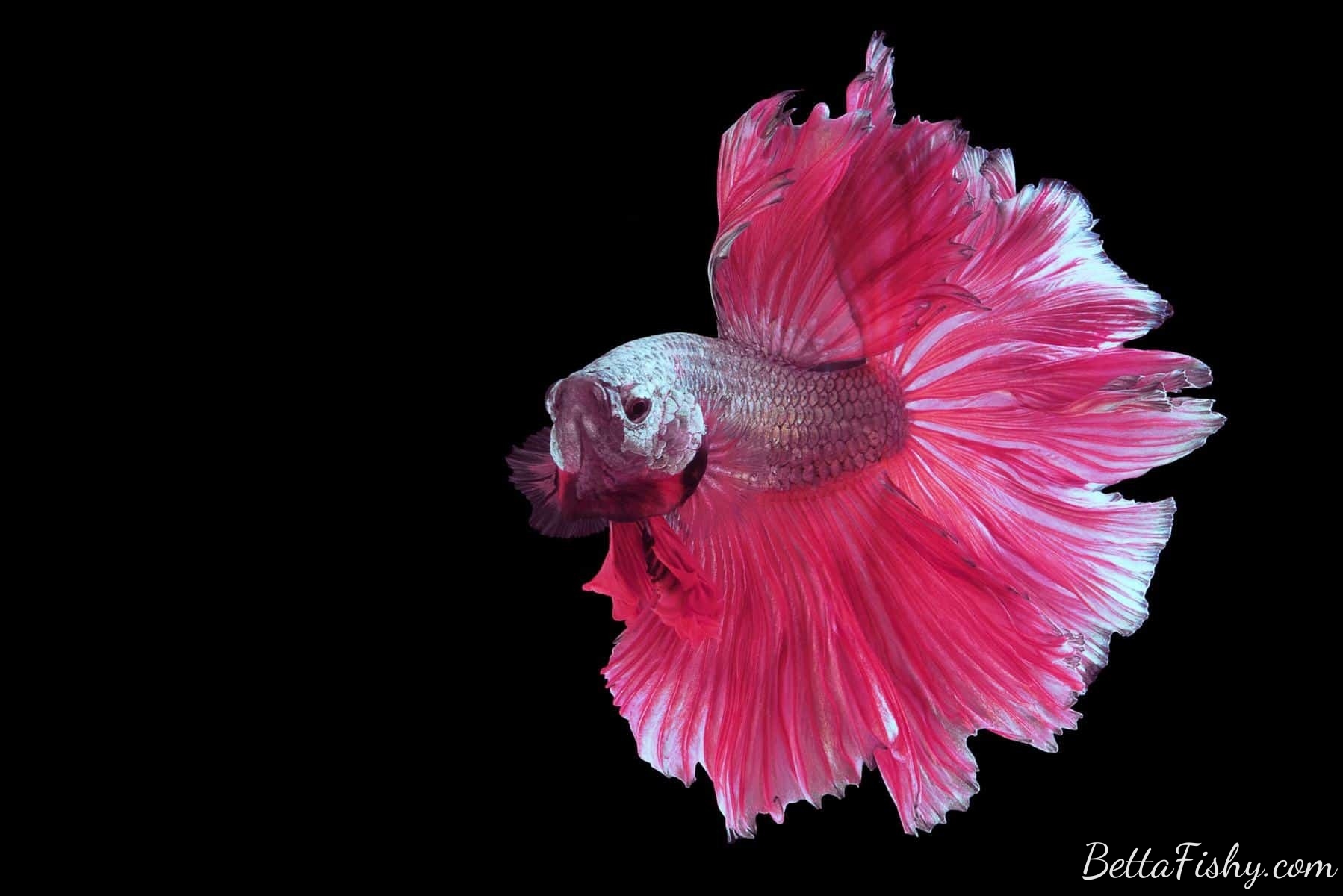 pink-betta-fish2