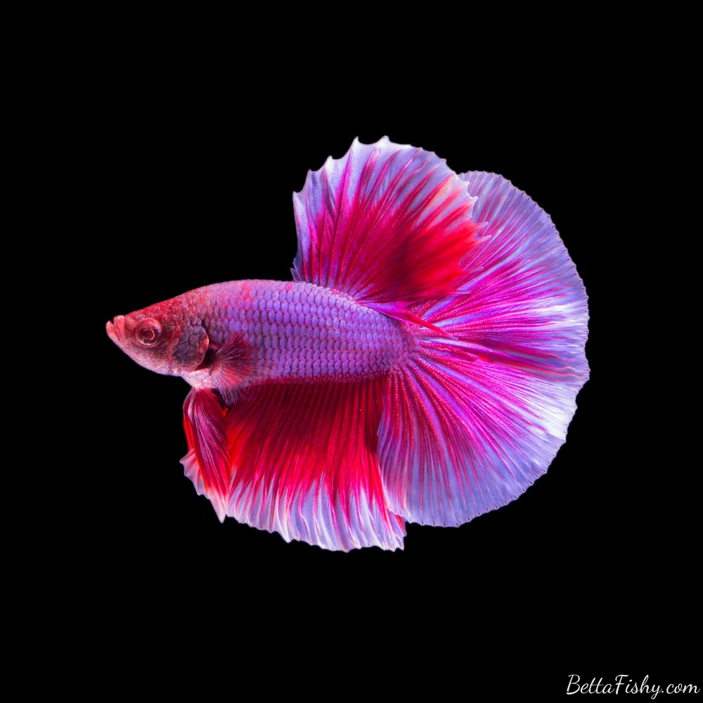pink-betta-fish8