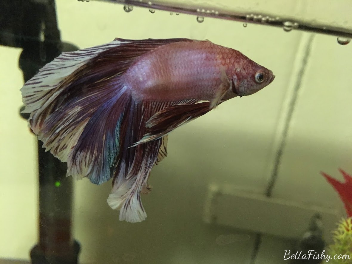 Possible Causes of Bent Spine in Betta Fish
