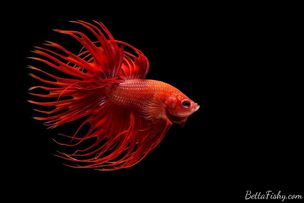 Crowntail betta red