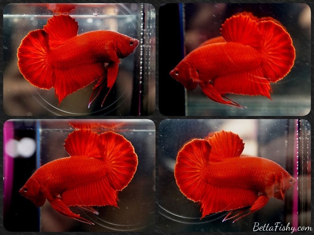 Plakat red betta fish
