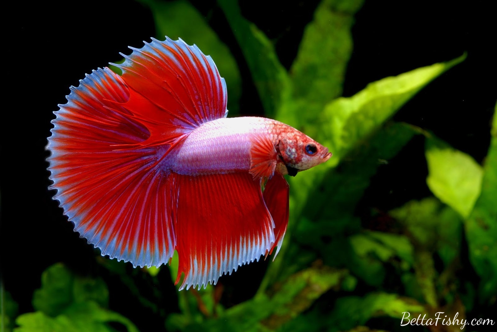 Multicolored Red betta fish