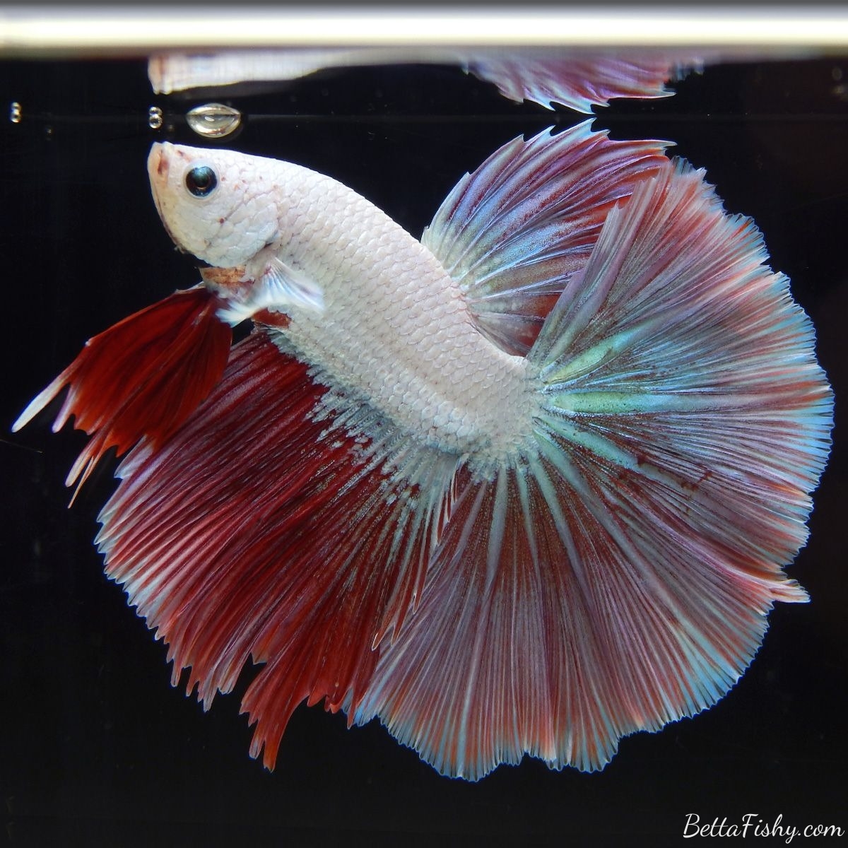 Marble Red betta fish