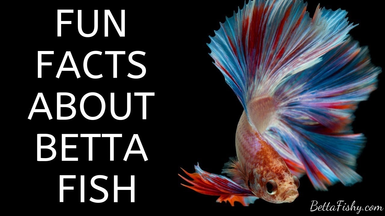 Interesting Facts About Red Bettas