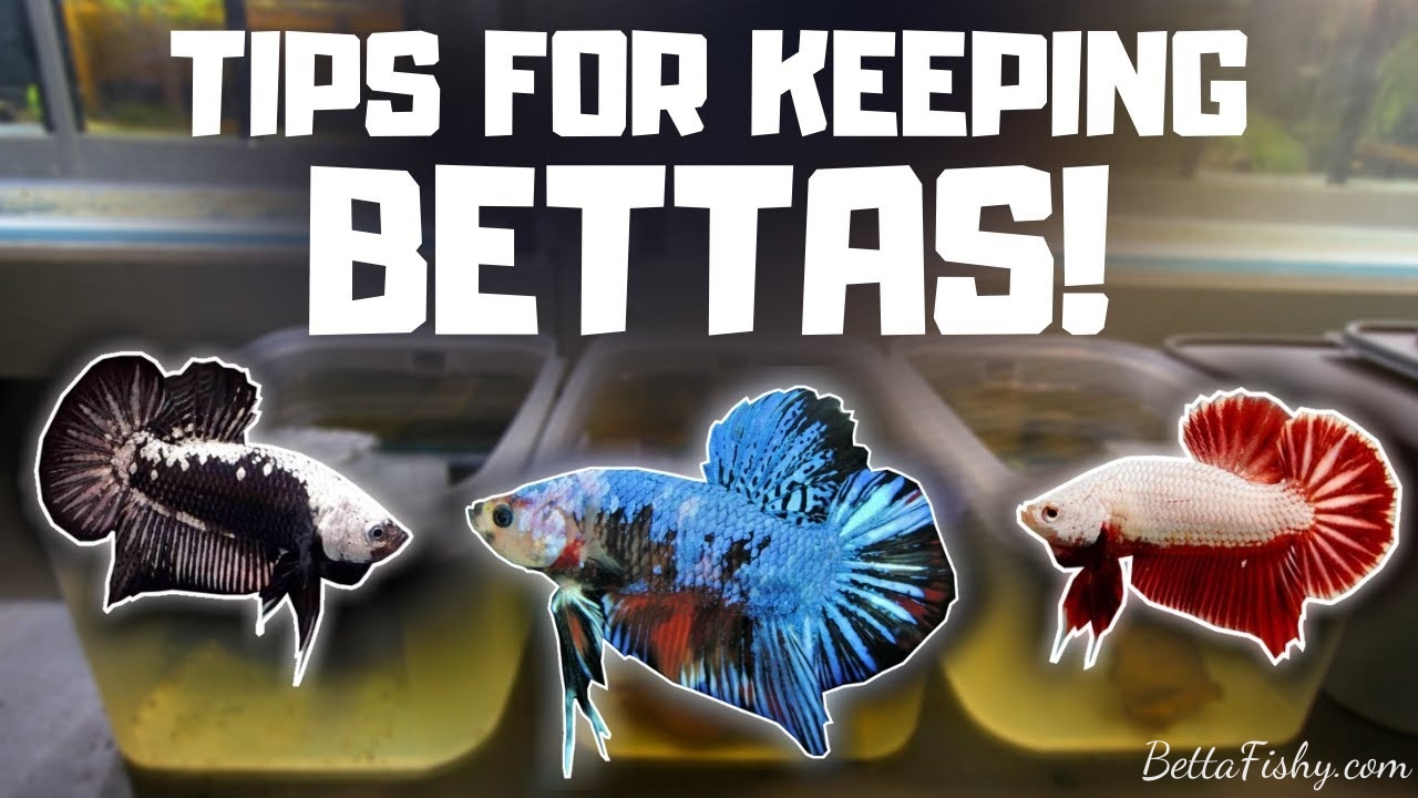  Red Betta Fish 12