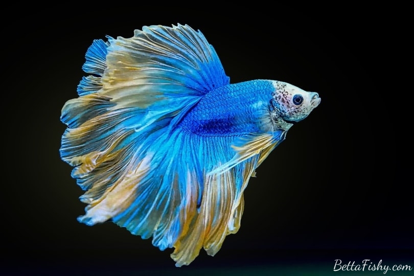 The Dream Meaning Associated with Betta Fish: What Does it Indicate?