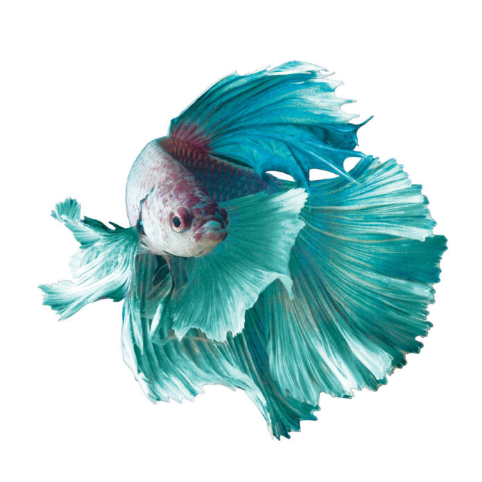 the meaning behind betta fish symbolism 2023