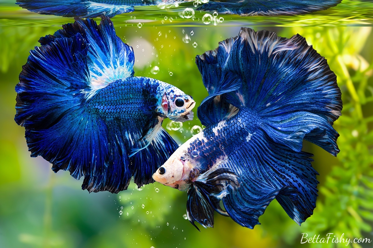 tips-for-playing-with-betta-fish-to-avoid-stressing-them