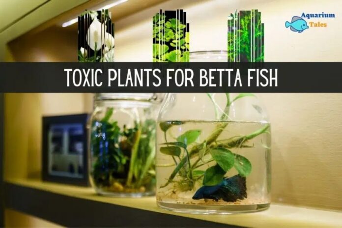toxic-plants-for-betta-fish