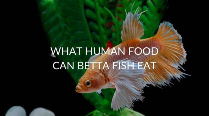 what-can-betta-fish-eat-of-human-food11