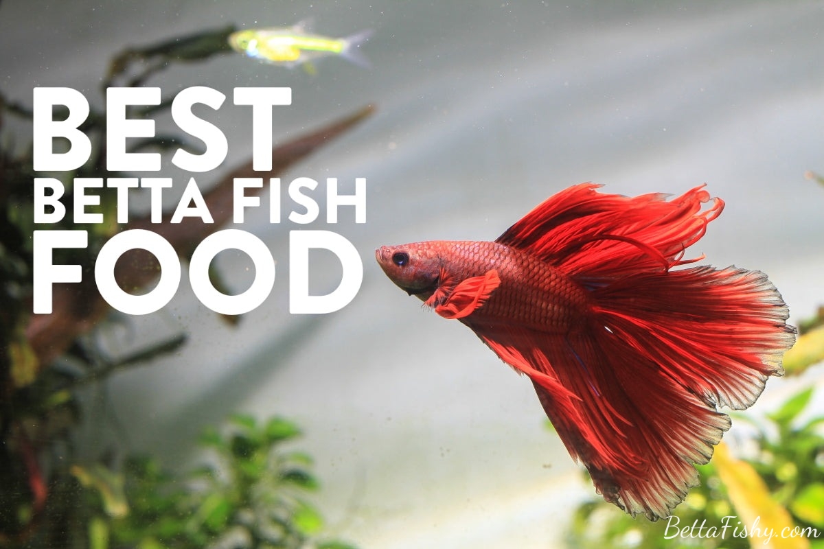 what-can-betta-fish-eat-of-human-food2