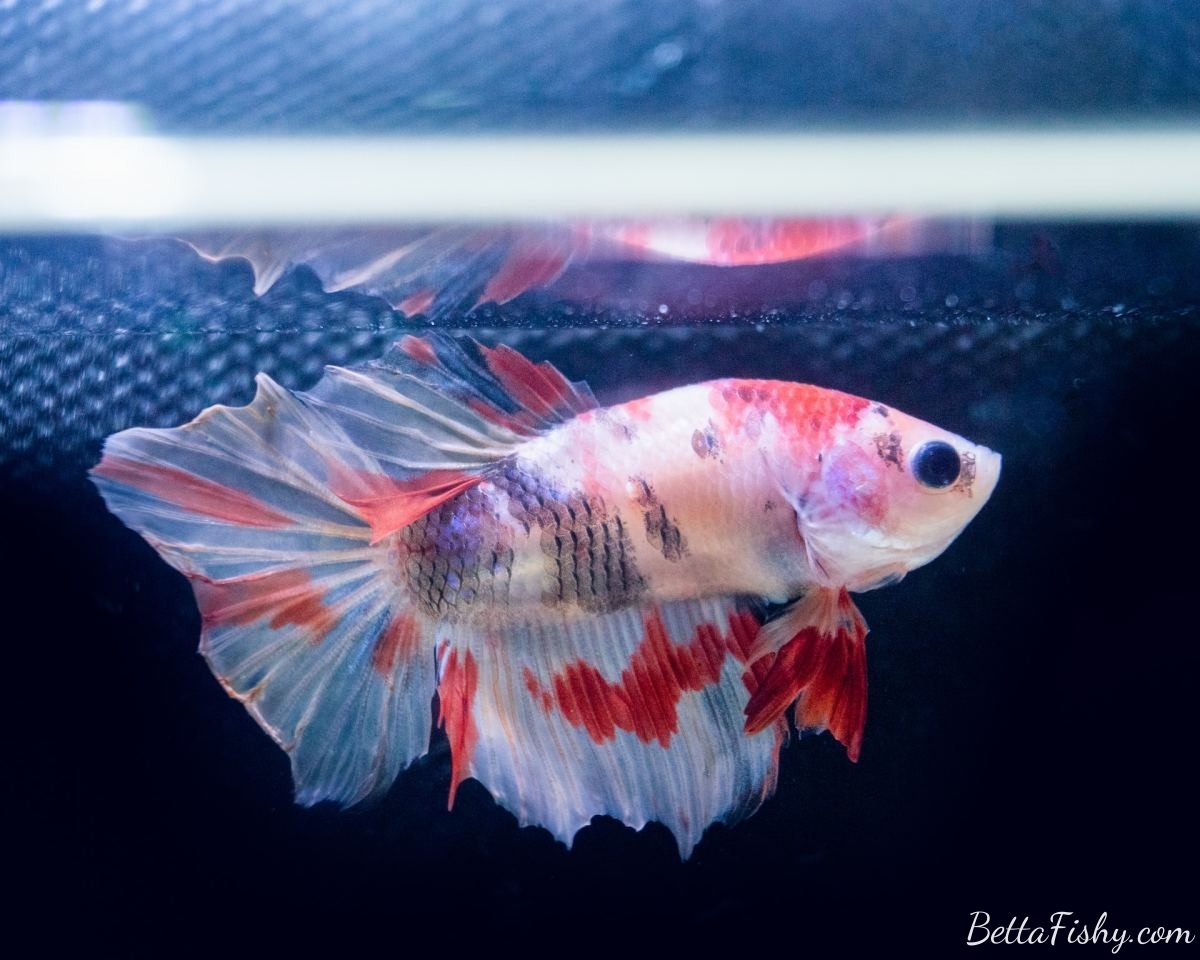 what-can-betta-fish-eat-of-human-food3