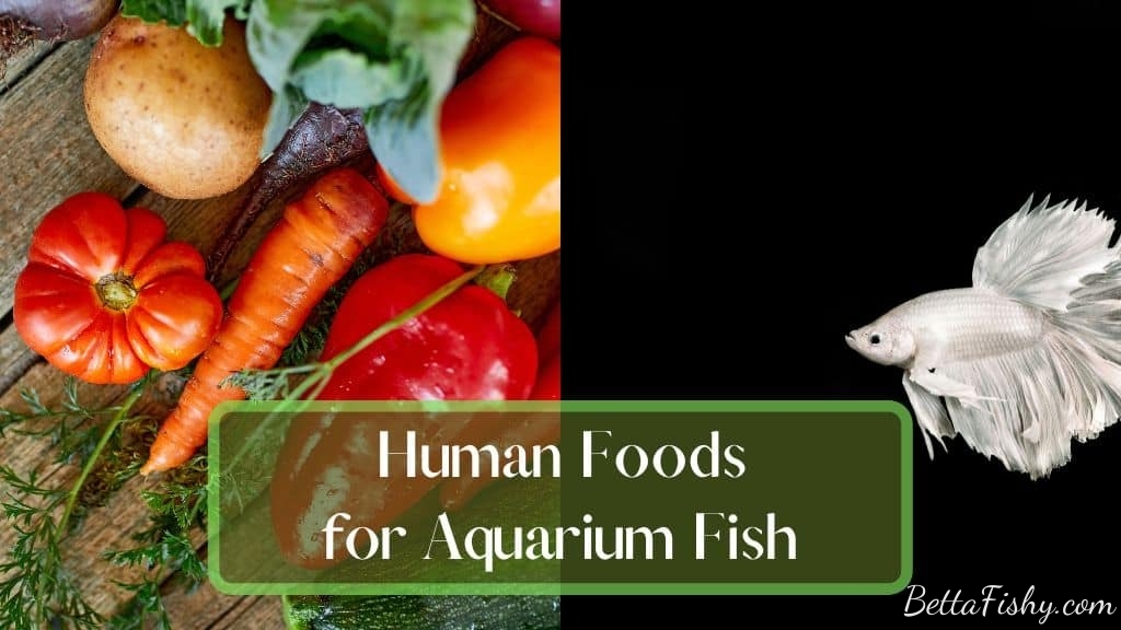 what-can-betta-fish-eat-of-human-food1