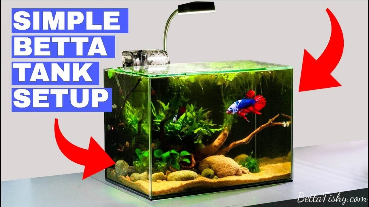 The Right Tank Size And Shape for betta fish