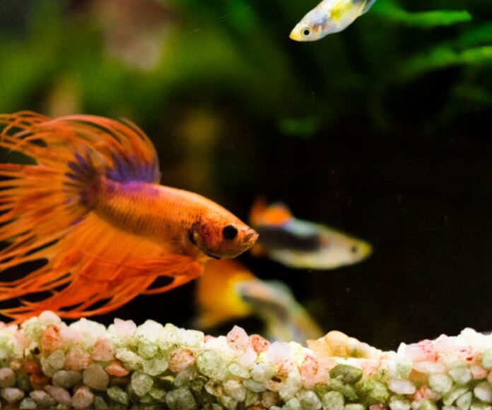 10 Excellent Betta Fish Companions that Brighten Your Tank!