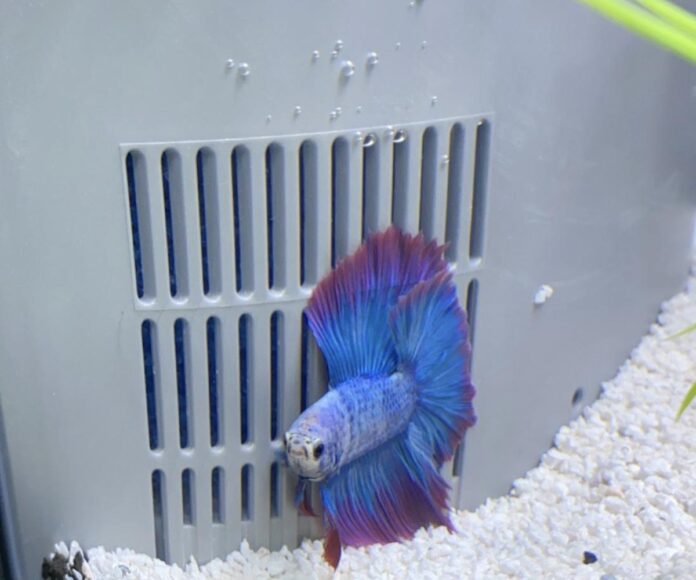 Betta Fish Getting Stuck to the Filter Intake! Best Solution