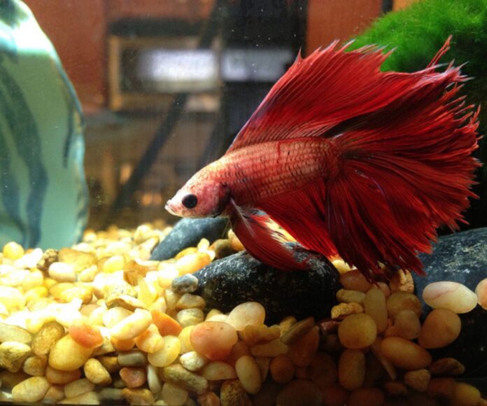 The Best Ways to Prevent and Treat Betta Fish Fin Rot