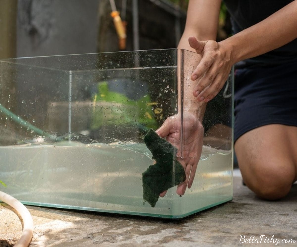 Maintaining a Clean Fish Tank