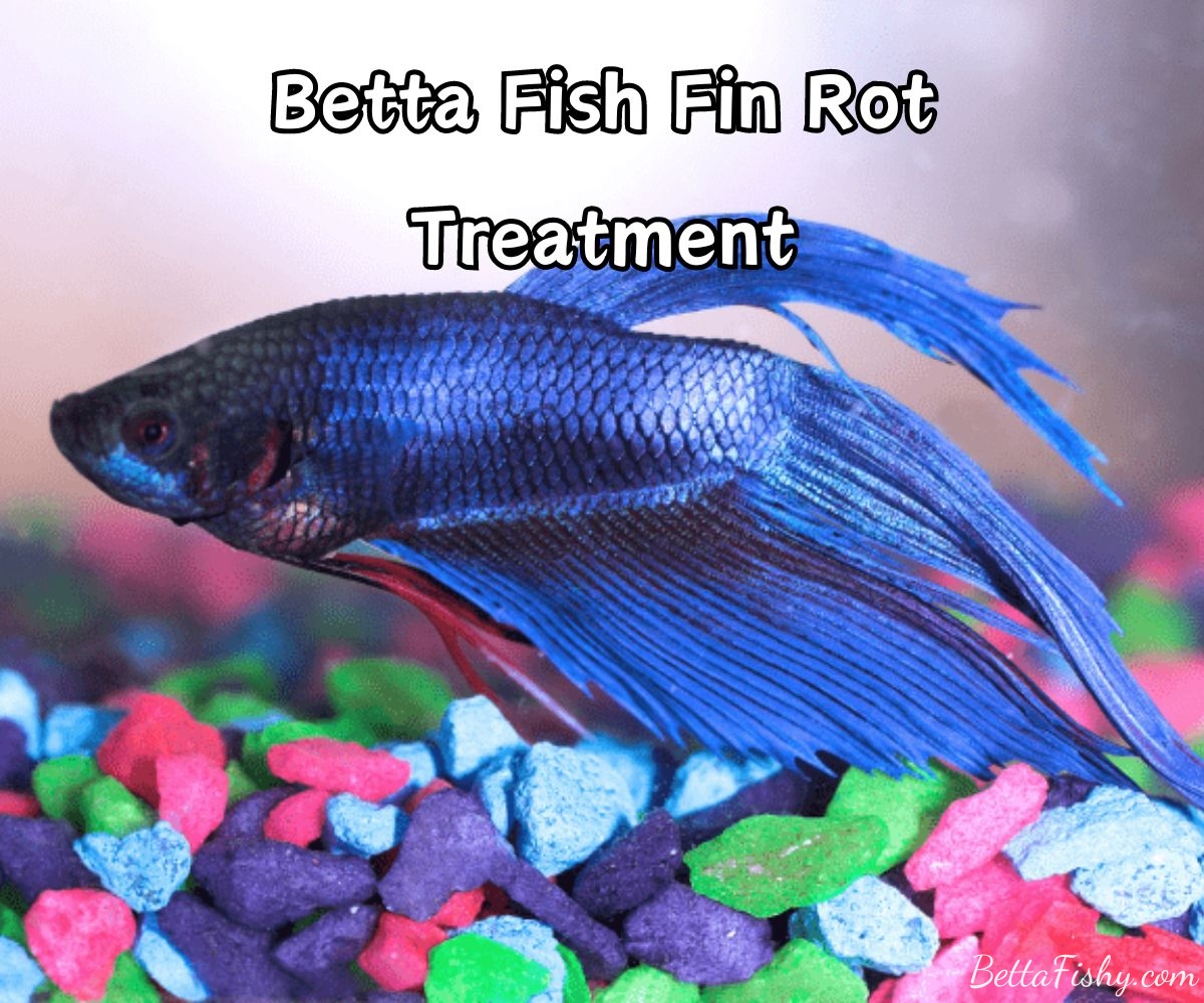 Betta fish fin rot treatment