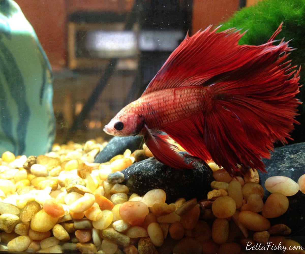 Creating a Happy and Healthy Betta Environment