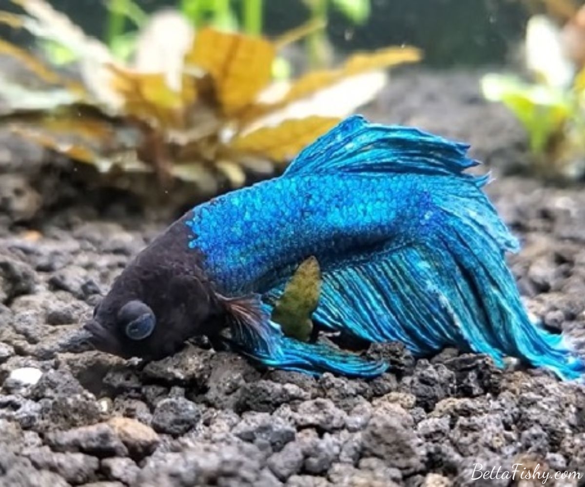 Diving into the Daily Routine: Exploring Feeding Habits and Sleep Patterns of Bettas
