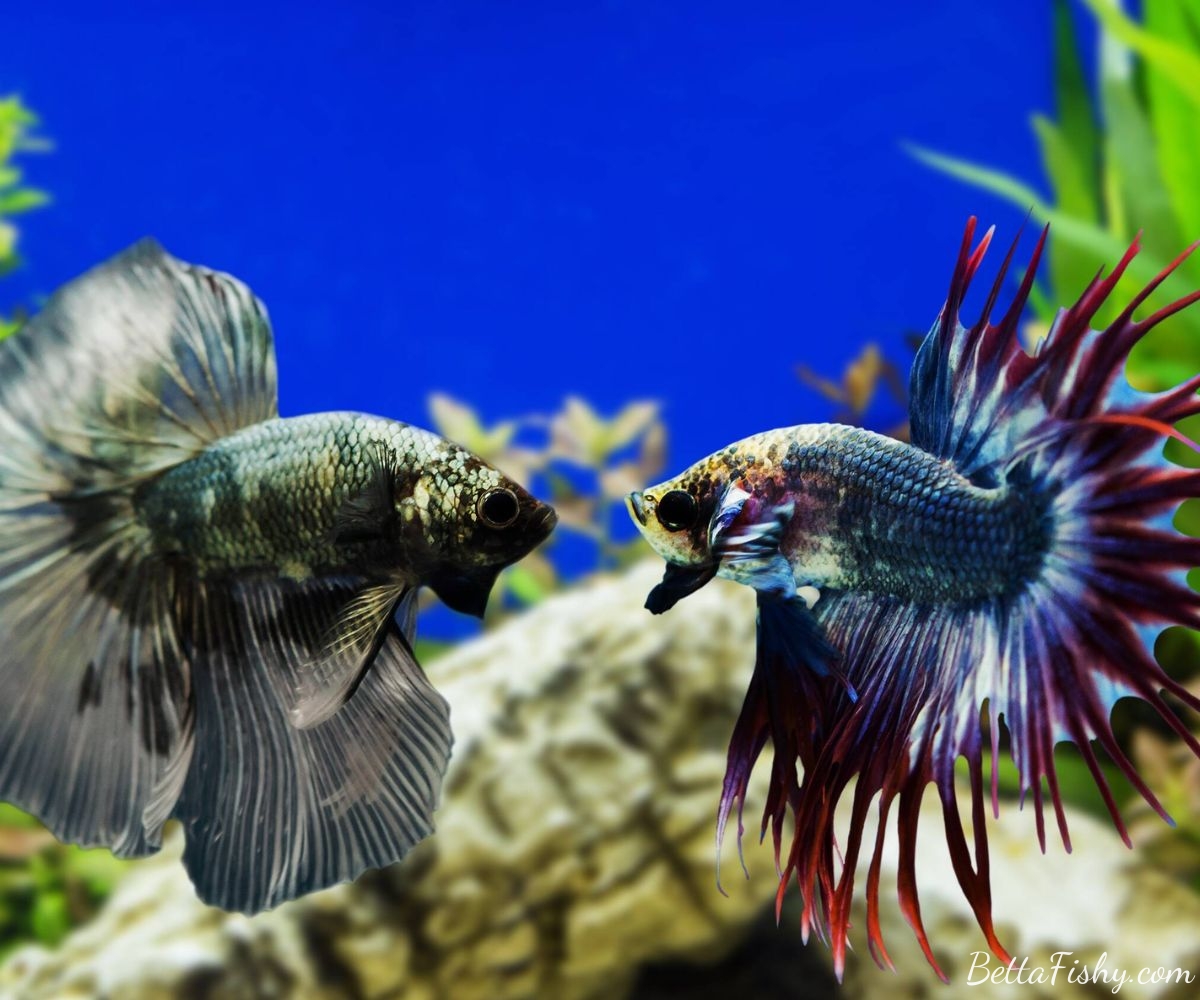 Understanding Betta Interaction and Aggression