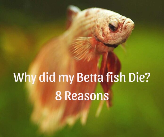 8 Reasons Your Fish Die