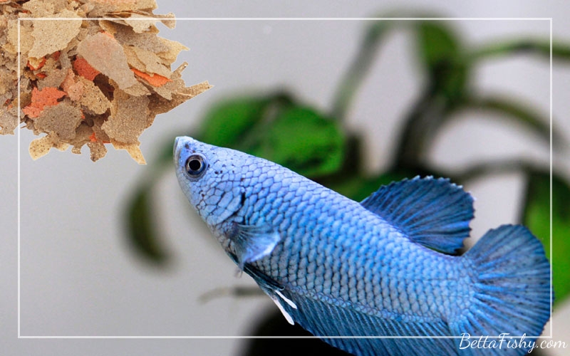 Providing The Right Diet For Growing Baby Betta